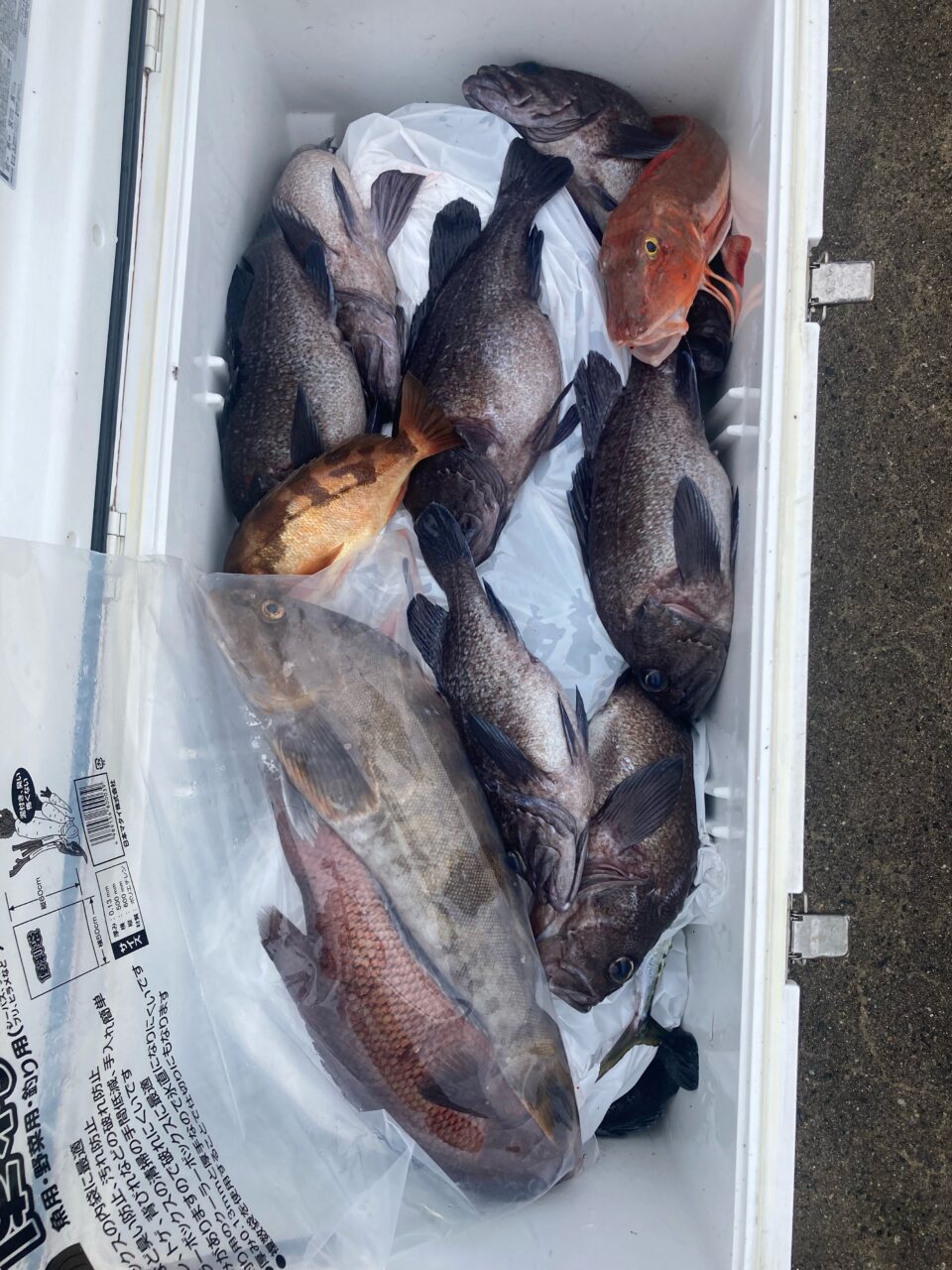 釣果報告🎣